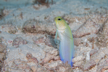 Yellow-headed jawfish coming out of burrow