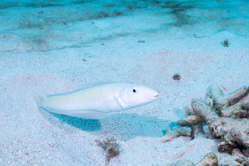 Fototapeta premium Sand tilefish over sandy ocean floor