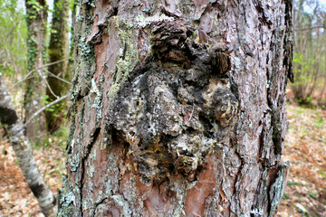 Close up of the fungus Inonotus obliquus erupting from the trunk of a pine tree, also known as Chaga mushroom, a rare fungus and highly prized for its medicinal properties
