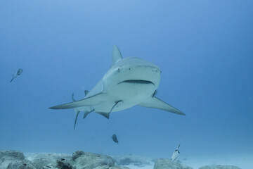 Bull shark
