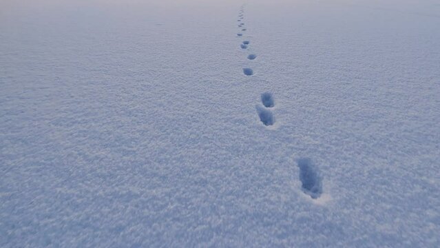 Tracking shot of animal footprints on white snow