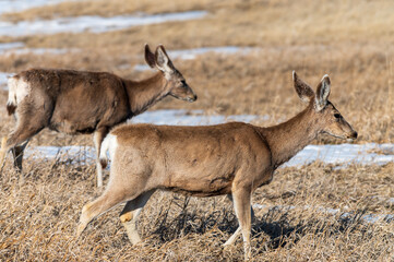 Naklejka na ściany i meble Deer Walking through Badlands National Park