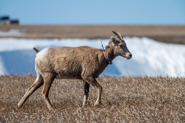 Naklejka premium Bighorn Sheep Ewe with Radio Collar