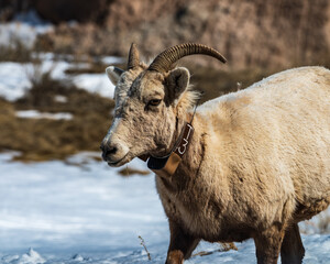 Bighorn Sheep Ewe