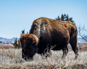 Bison Bull with Shaggy Fur