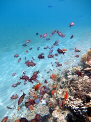 red sea fish and hard coral reef