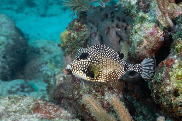 Naklejka na ściany i meble Smooth trunkfish swimming in the reef