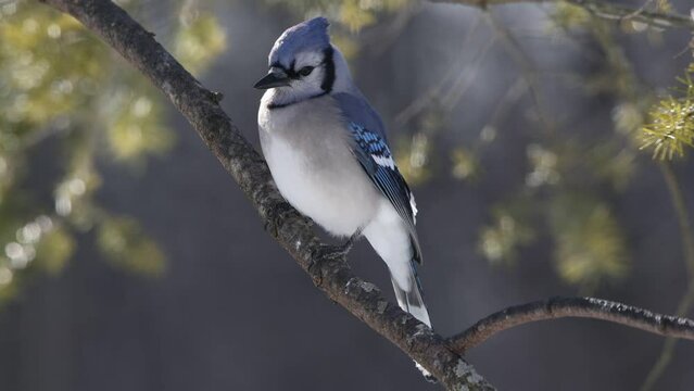 Blue jay bird was perching on a branch then flied in a park on bokeh background