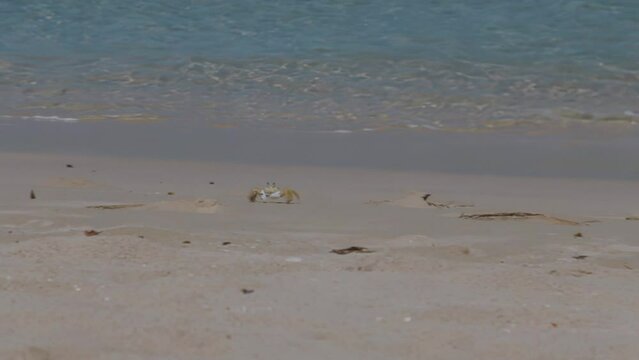 Footage of the Atlantic ghost crab, Ocypode quadrata on the sandy shore. Barbados, Caribbean.