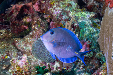 Atlantic blue tang