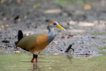 Russet-naped wood-rail