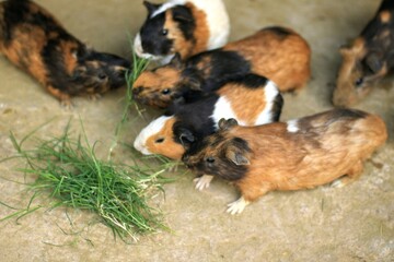 small guinea pigs sitting in a row outdoors during the summer