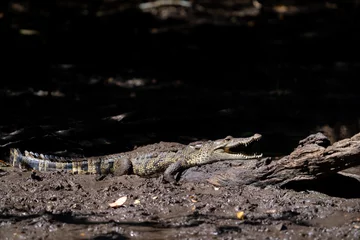 Zelfklevend Fotobehang Morelet's crocodile basking © Griffin