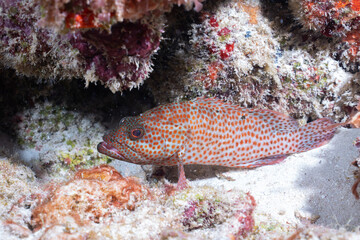 Graysby resting in bottom of reef