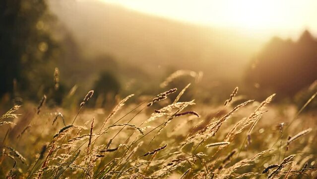 High grass closeup at sunset, with the ears gently wafting in the breeze and the sun in the background

