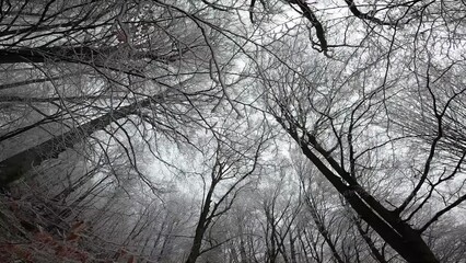 Low-angle shot of creepy trees in Cozia National Park in Romania during winter