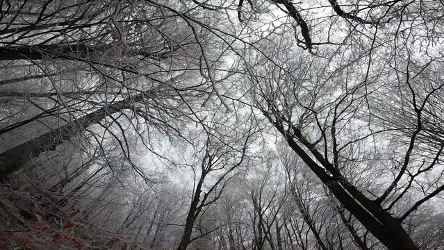 Low-angle shot of creepy trees in Cozia National Park in Romania during winter