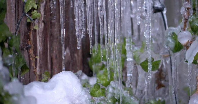 Close-up of melting icicles hanging from a tree branch at the end of winter, spring concept