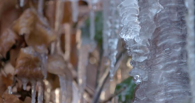 Close-up of melting icicles hanging from a tree branch at the end of winter, spring concept