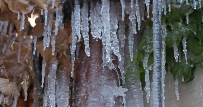 Close-up of melting icicles hanging from a tree branch at the end of winter, spring concept