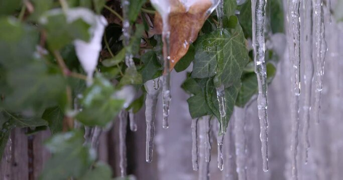 Close-up of melting icicles hanging from a tree branch at the end of winter, spring concept