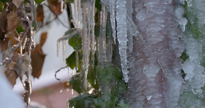 Close-up of melting icicles hanging from a tree branch at the end of winter, spring concept