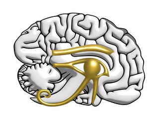 3D Illustration Art of A Golden Eye of Horus and Pineal Gland in The Brain.  Isolated on White Background with Clipping Path or Selection Path.