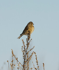 Common linnet (Linaria cannabina) perched on a twig in early spring.