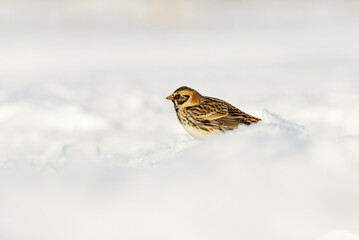 A Lapland Longspur or Bunting (Calcarius lapponicus) sitting in the snow in early spring