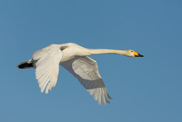 Whooper swan (Cygnus cygnus) flying in the blue sky in spring.

