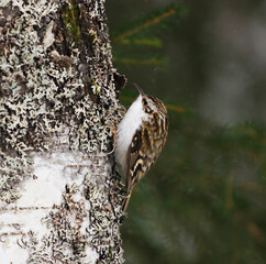 Eurasian treecreeper or common treecreeper (Certhia familiaris) searching for food in the forest in early spring in light snowfall.