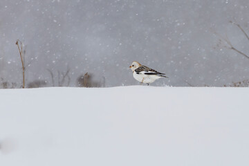 Snow bunting (Plectrophenax nivalis) running in the snow in heavy snowfall in early spring.