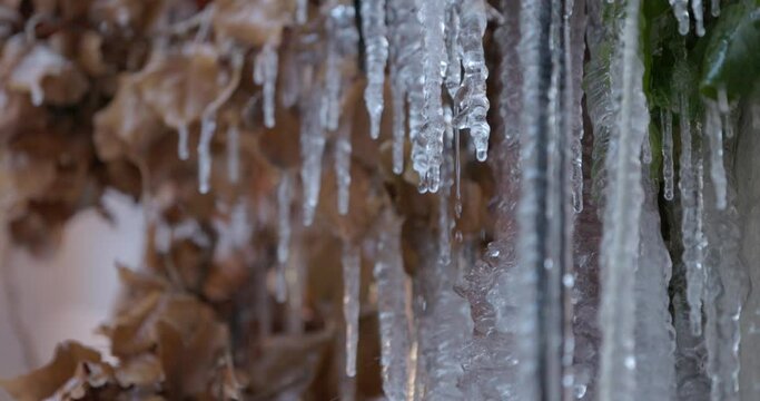 Close-up of melting icicles hanging from a tree branch at the end of winter, spring concept