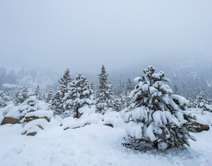 Snow on Trees in the Rockies