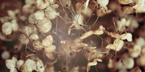Petals in brown/beige tones