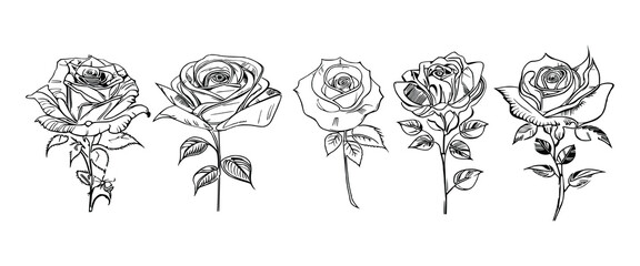 The Five Roses Coloring Book showcases five distinct roses, each with its unique design, portrayed through captivating illustrations.