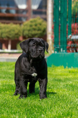 cane corso italiano puppy