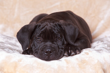 cane corso italiano puppy