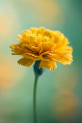 Single Yellow Marigold flower. Generative AI