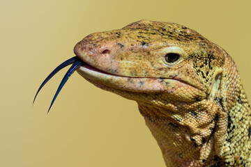 Monitor lizard. Close up portrait of large Asian water monitor native to South and Southeast Asia....