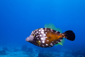 Whitespotted filefish 