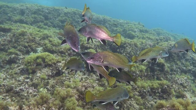 Underwater life - Brown meagre fish shoal in a Mediterranean Sea reef