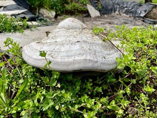 stone in the garden