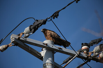 osprey on power lines, Japan