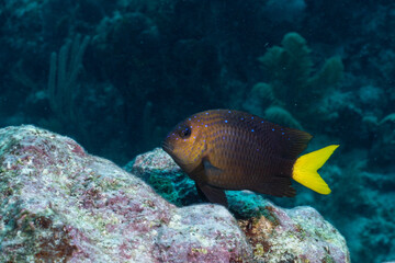 Fototapeta na wymiar Yellowtail damselfish swimming on reef