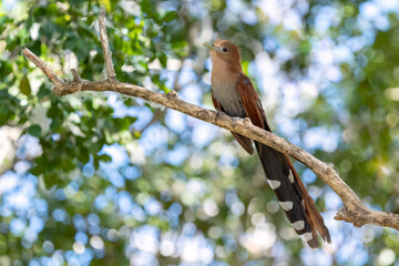 Squirrel cuckoo