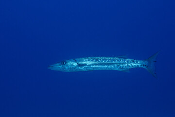 Great barracuda 