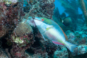 Naklejka na ściany i meble Redband parrotfish swimming in reef