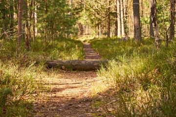ścieżka ,las 