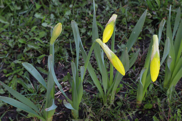 Fototapeta premium Daffodils buds in sunshine in springtime, easter yellow flowers covered with raindrops in green spring meadow on dark bokeh background